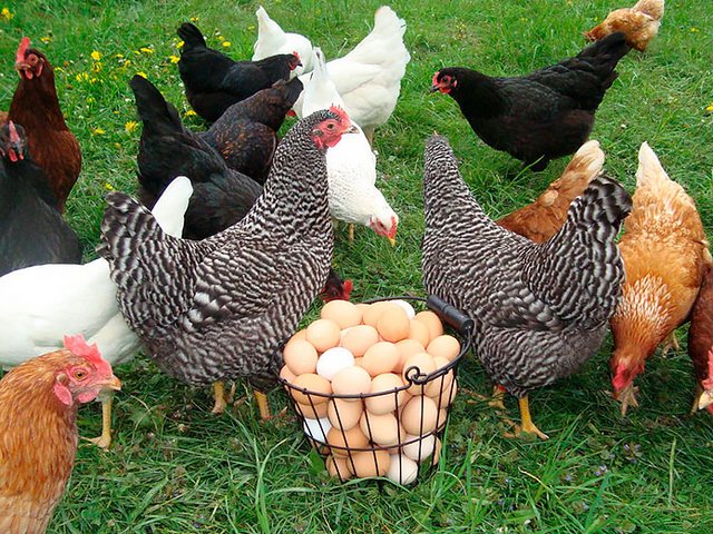 Содержание кур и уход за ними | ЗооТом - продажа, вязка и услуги для животных в Лебедяни