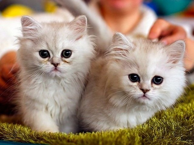 Породы кошек в Лебедяни | ЗооТом портал о животных