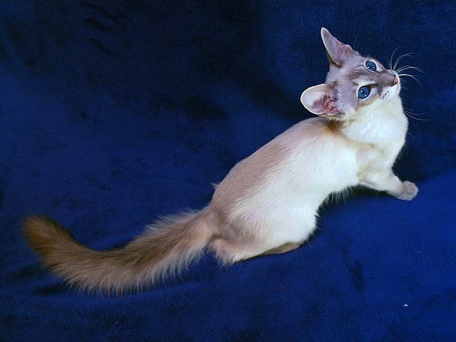 Выведенные породы кошек в Лебедяни | ЗооТом портал о животных