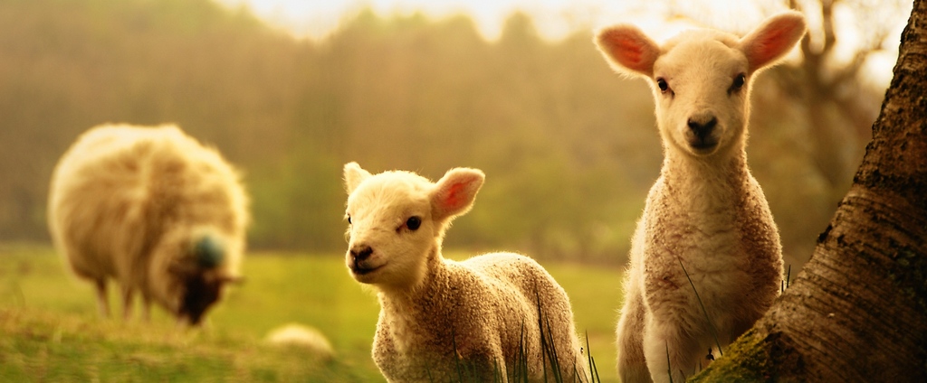 Объявления о сельскохозяйственных животных | ЗооТом - продажа, вязка и услуги для животных в Лебедяни