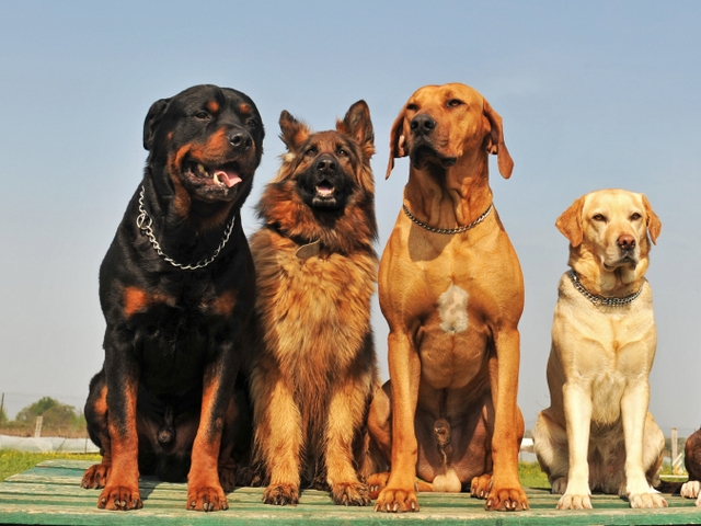 Крупные породы собак в Лебедяни | ЗооТом портал о животных